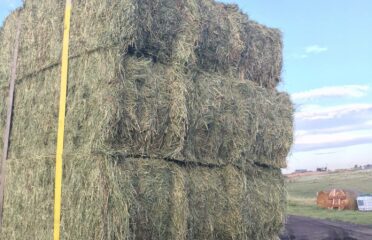 Double Beam Ranch – Quality Hay for Sale